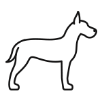 Adult Dogs