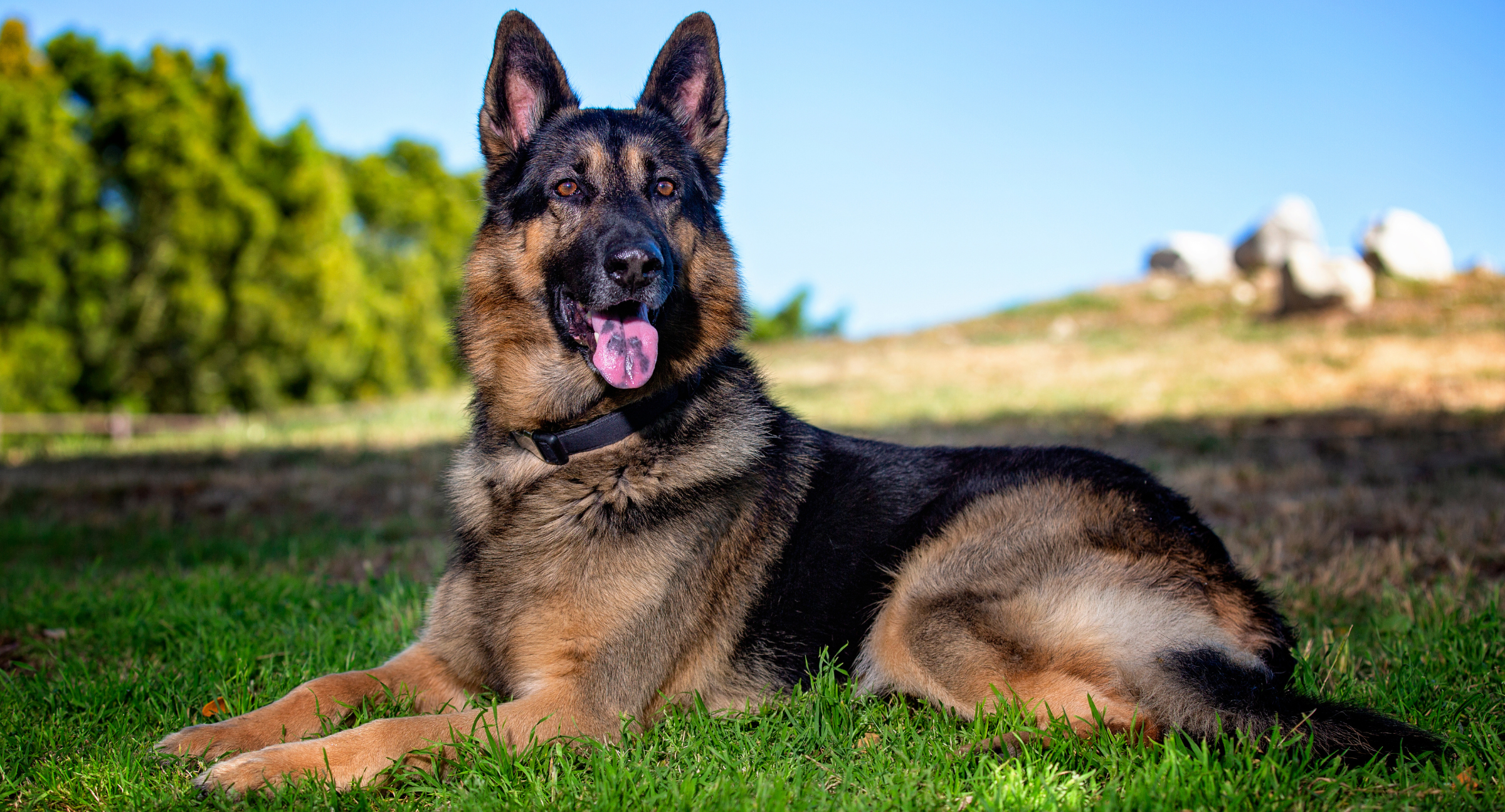 German Shepherd
