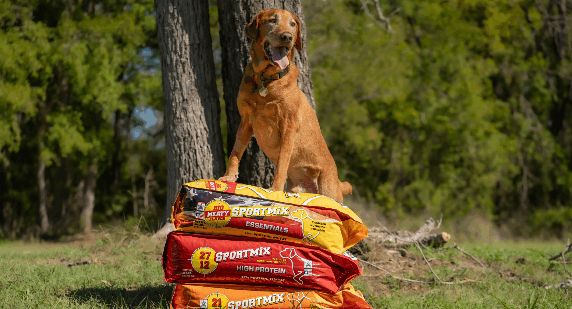 Labrador Retriever, one of the best dog breeds for first-time owners, standing on a SPORTMiX food bag