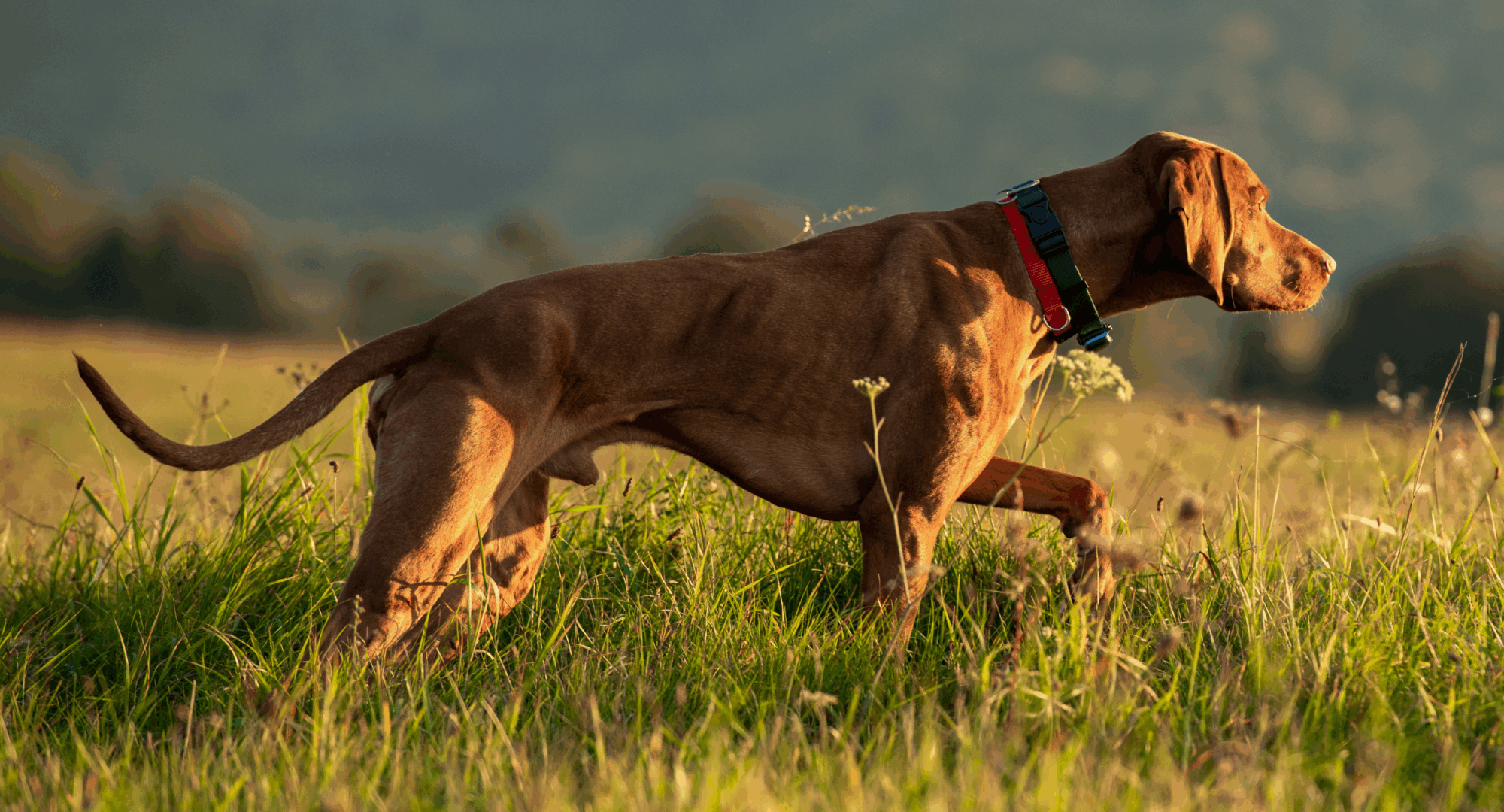 Dog points in field