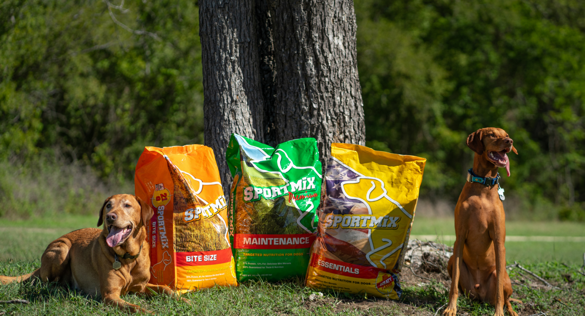 dogs with sport mix recipes