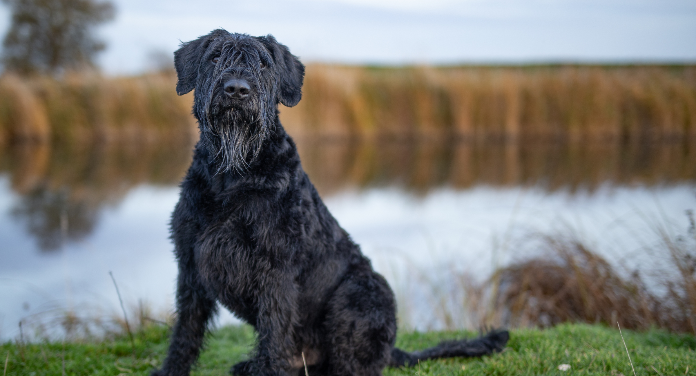 Giant Schnauzer