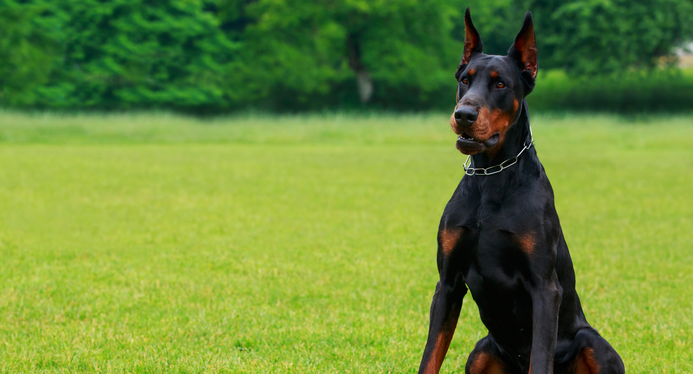 Doberman Pinscher