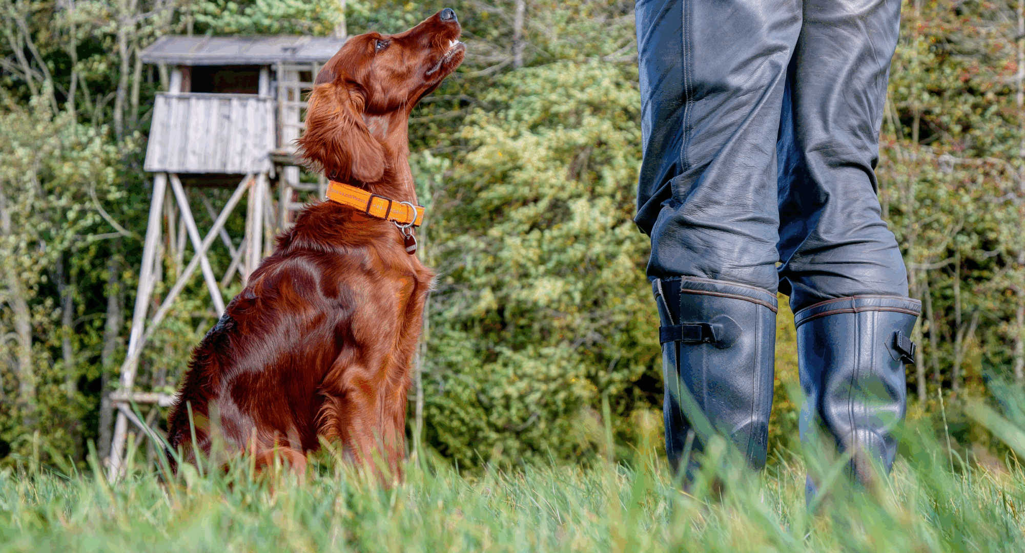 Dog sits next to person while hunting dog training