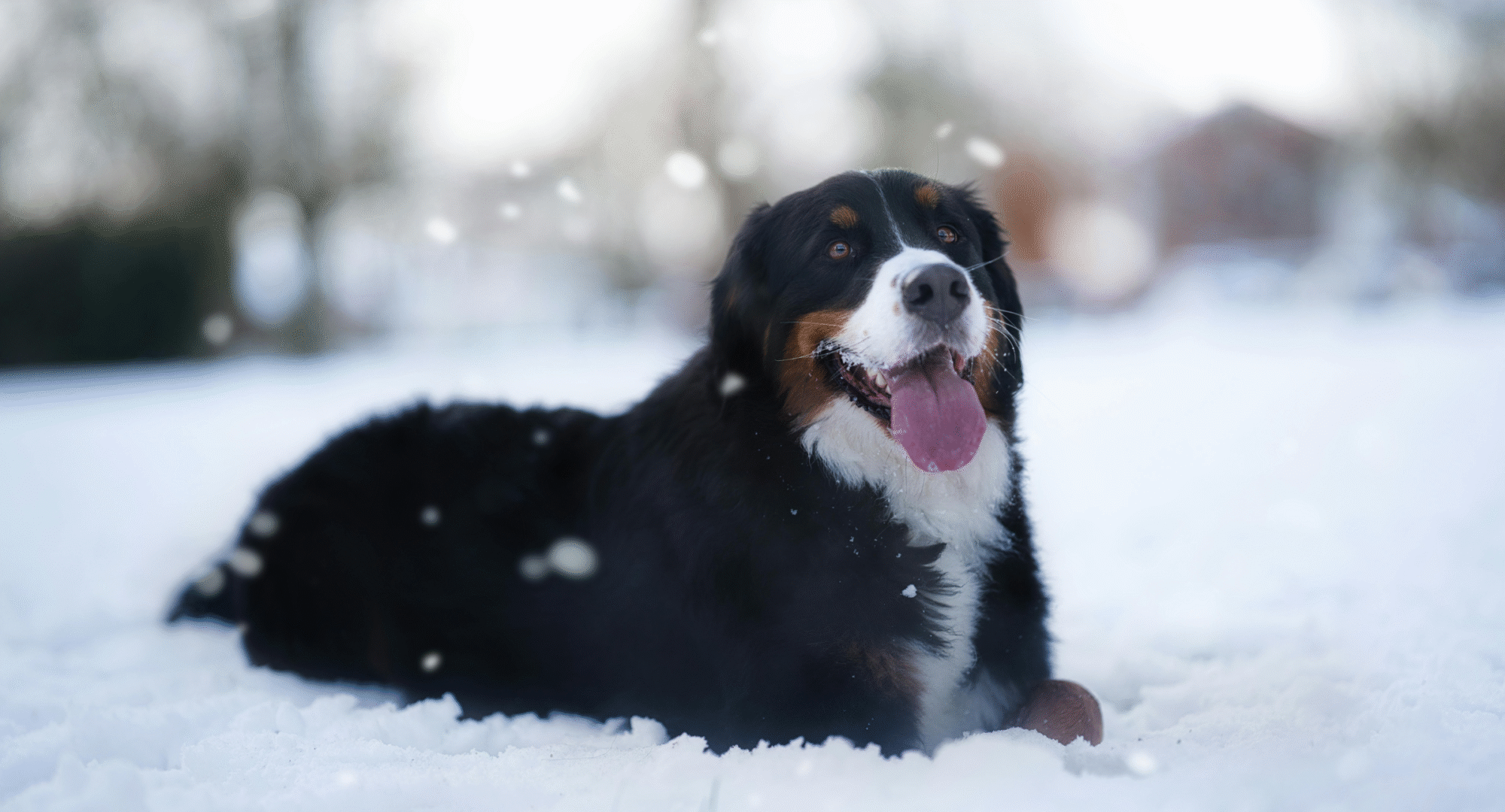 dog laying in the snow