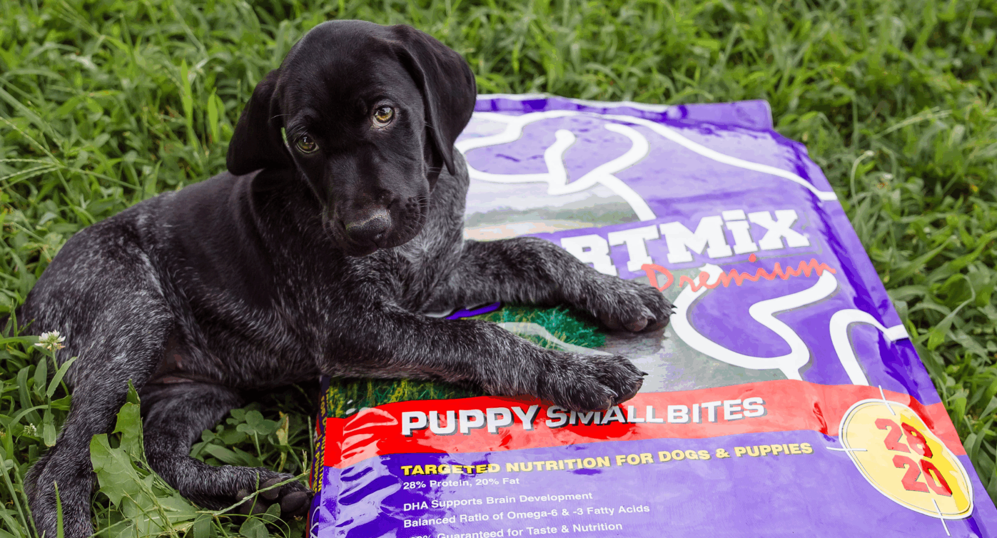 Puppy lays on top of bag of dog food