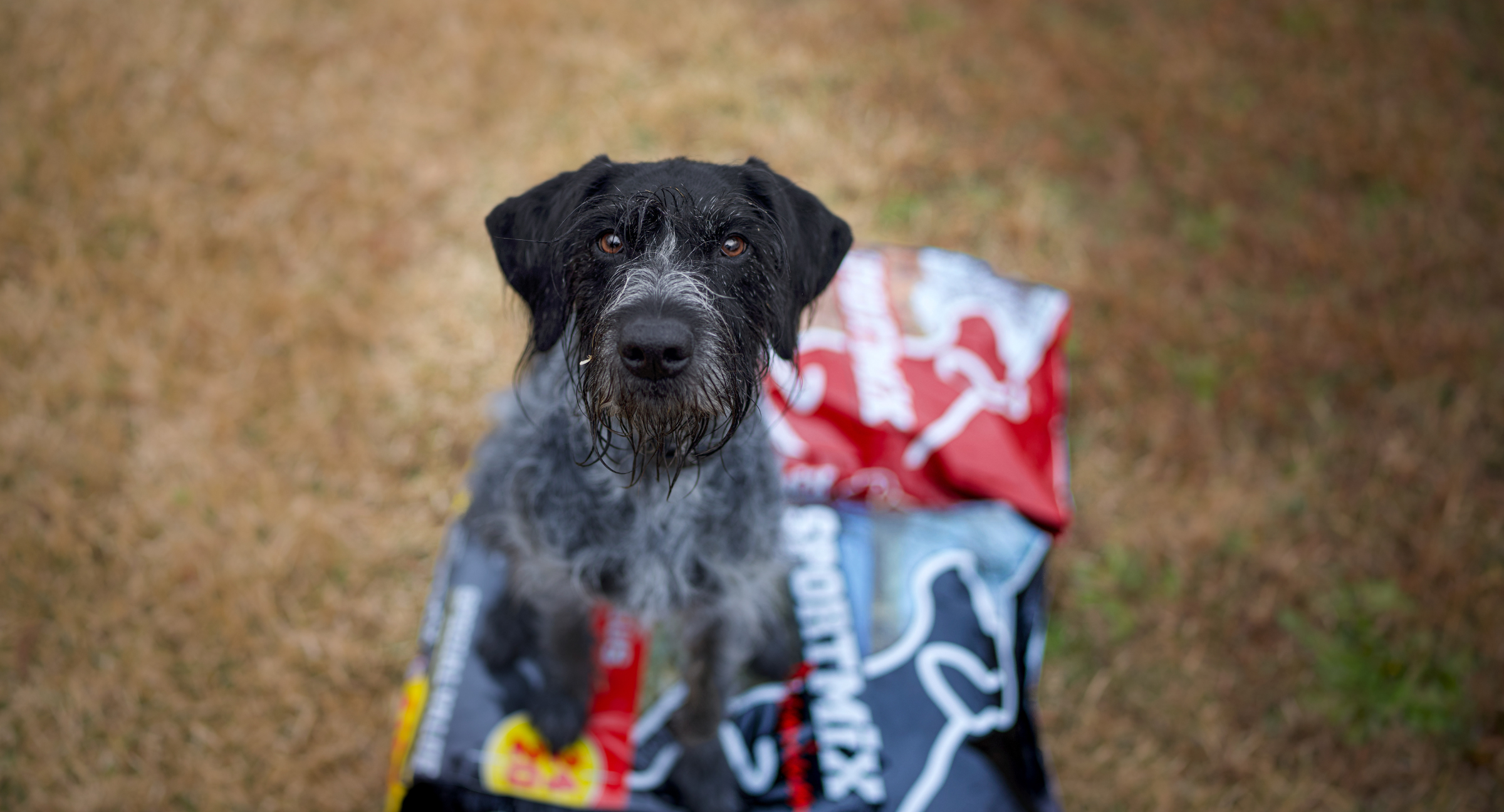 Dog standing on bags of SPORTMIX dog food