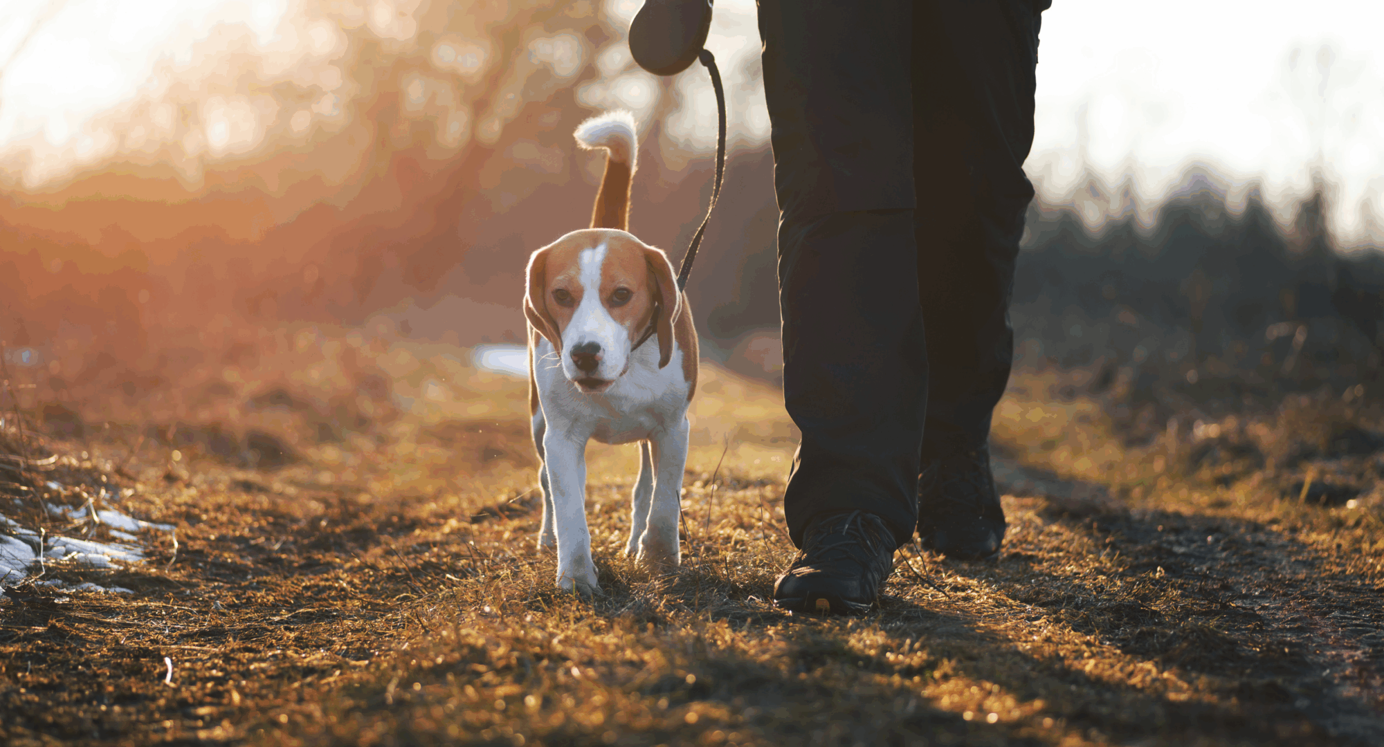 Walking your dog in winter – weight management in dog nutrition guide