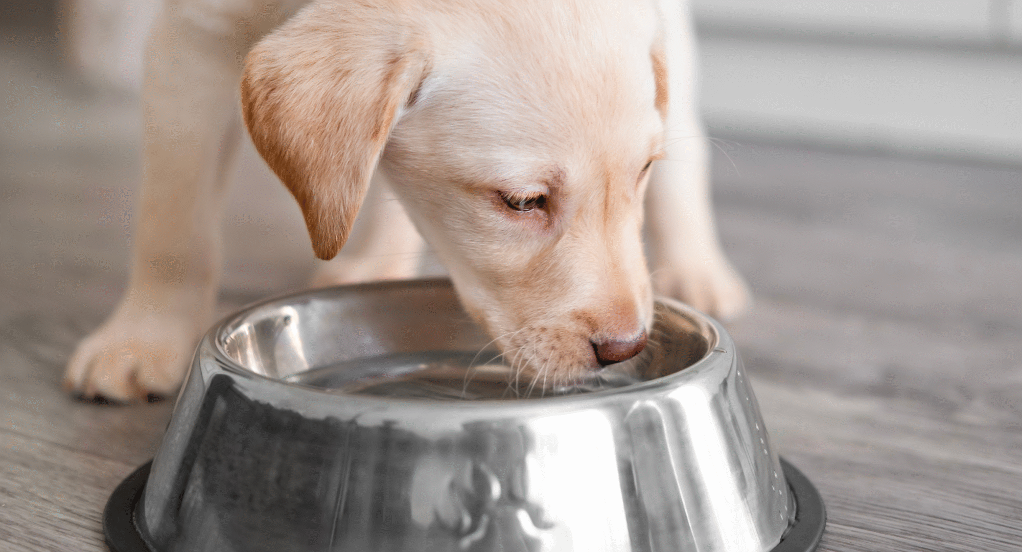 dog drinking water
