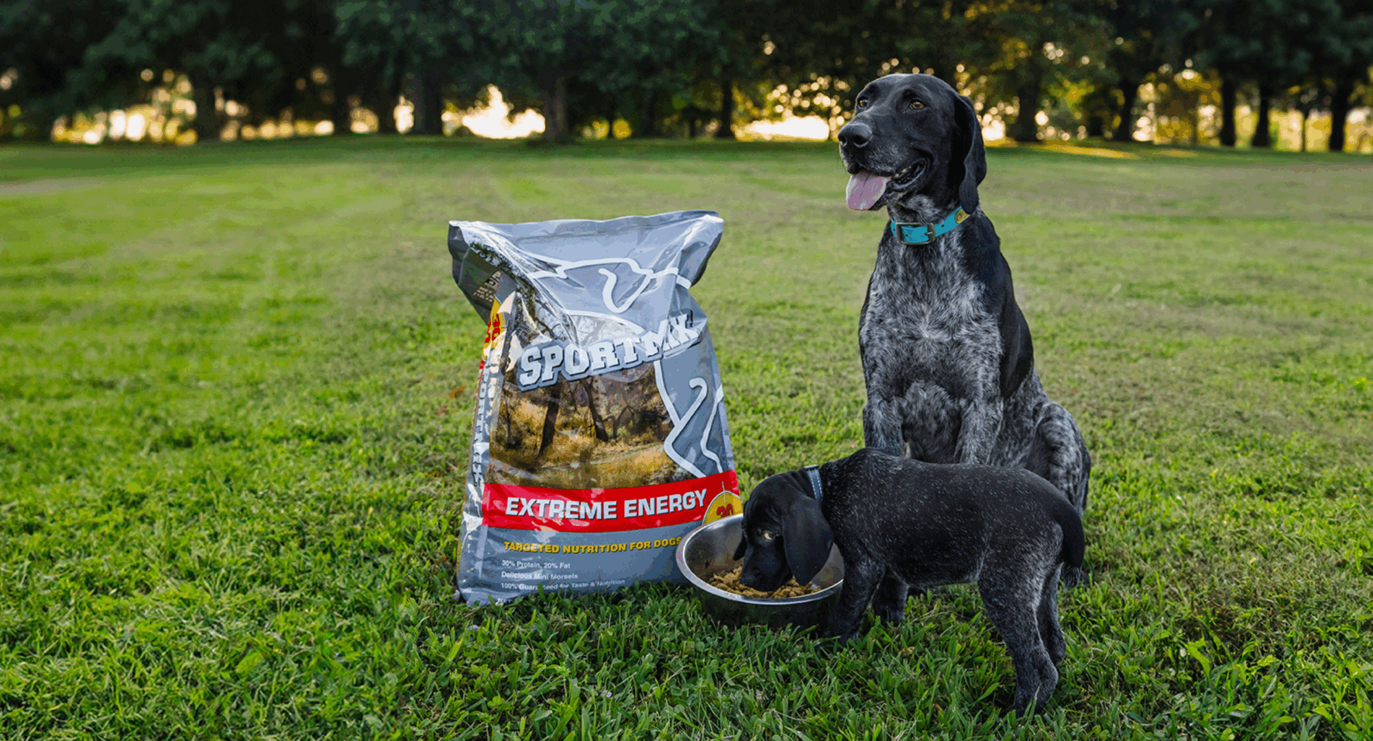 Puppy eats dog food out of bowl next to adult dog and bag of food