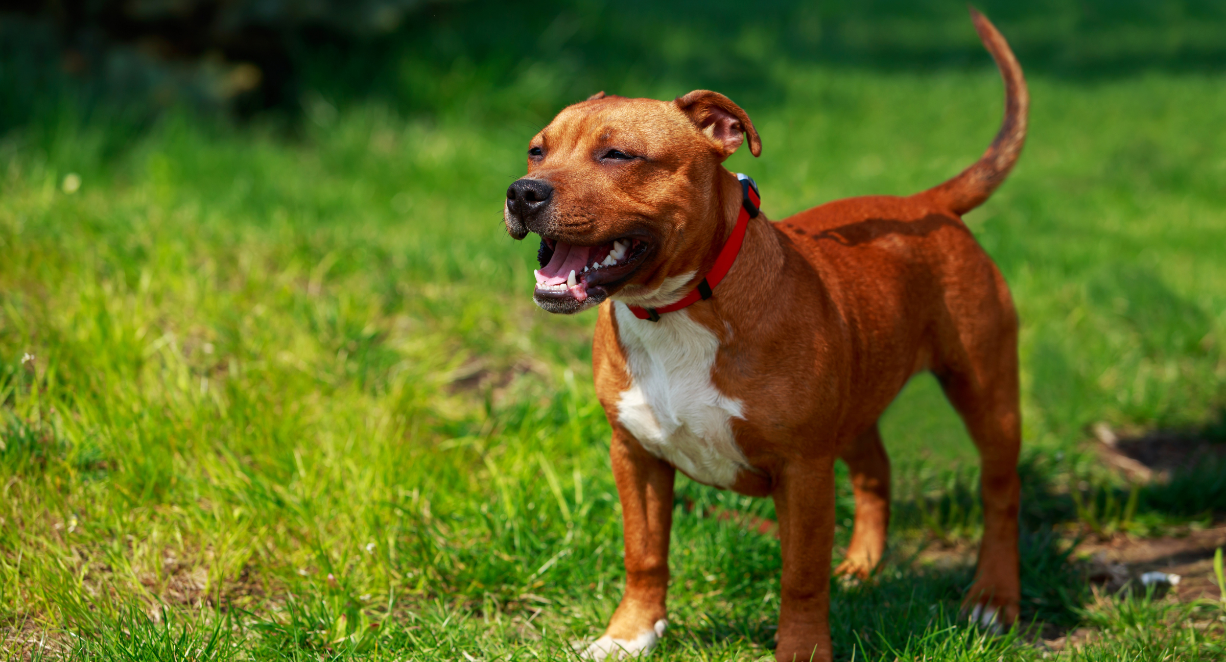 Staffordshire Bull Terrier