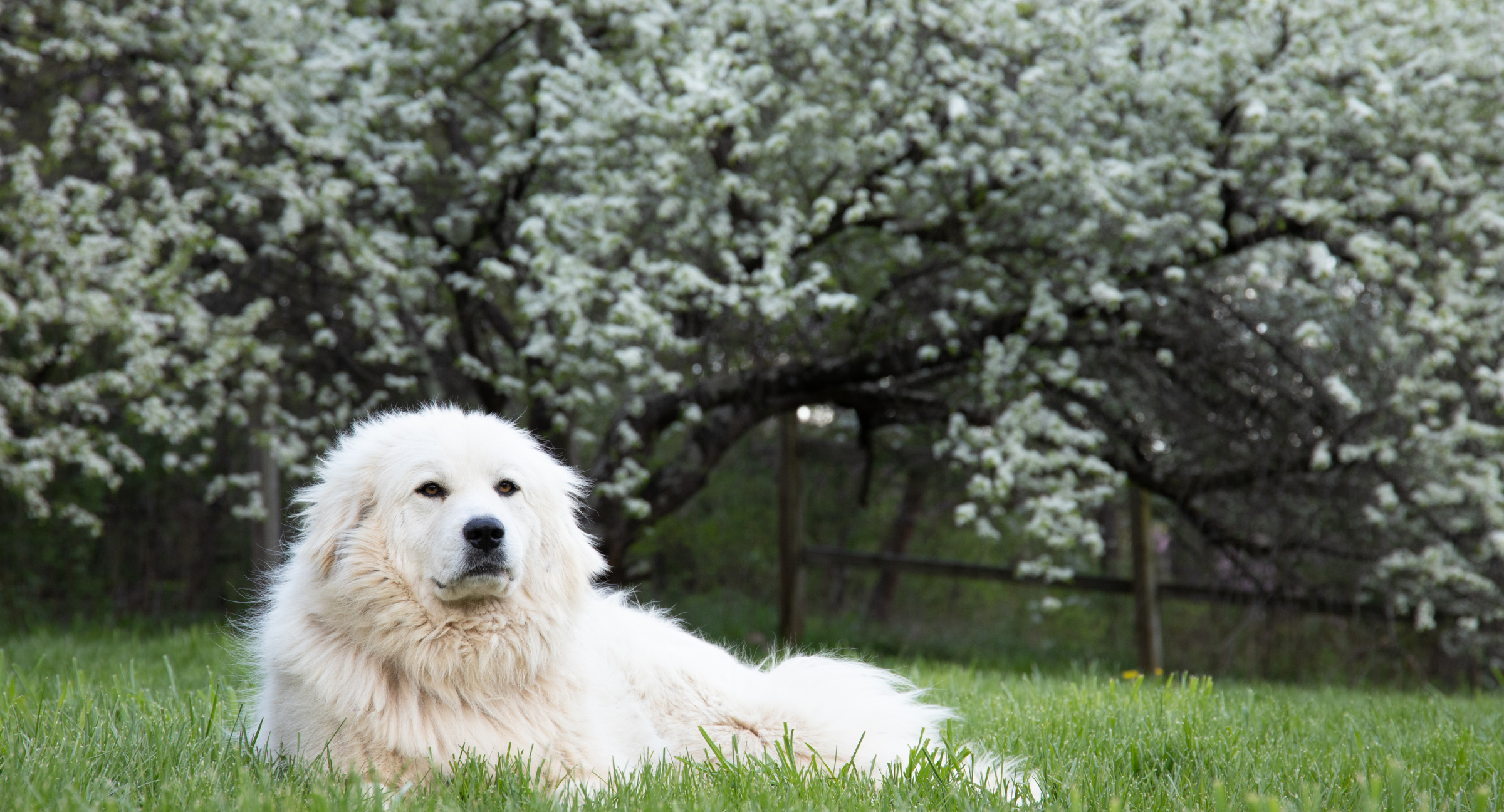 Great Pyrenees
