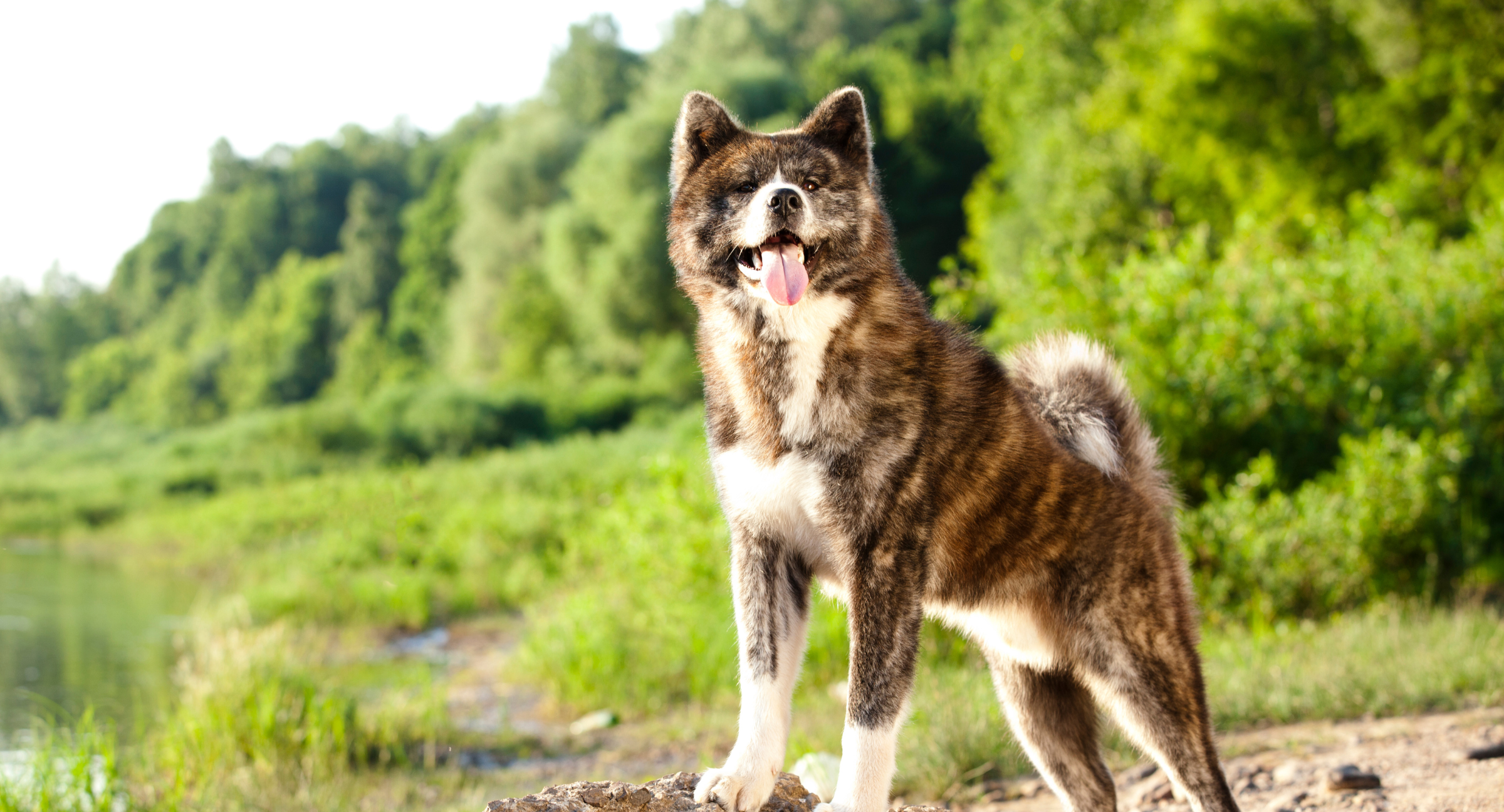 Akita