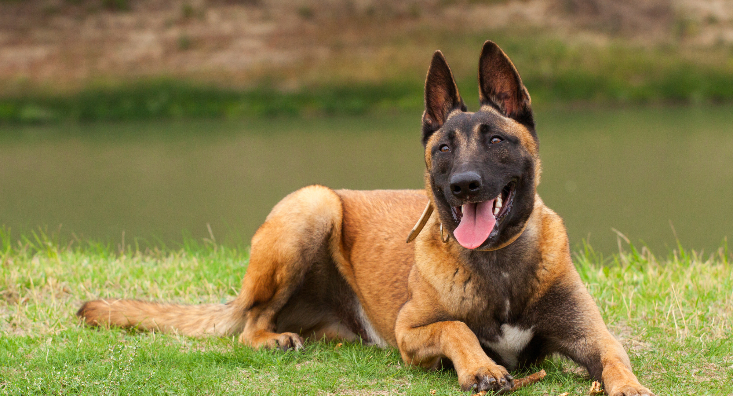 Belgian Shepherd (Malinois or Tervuren)