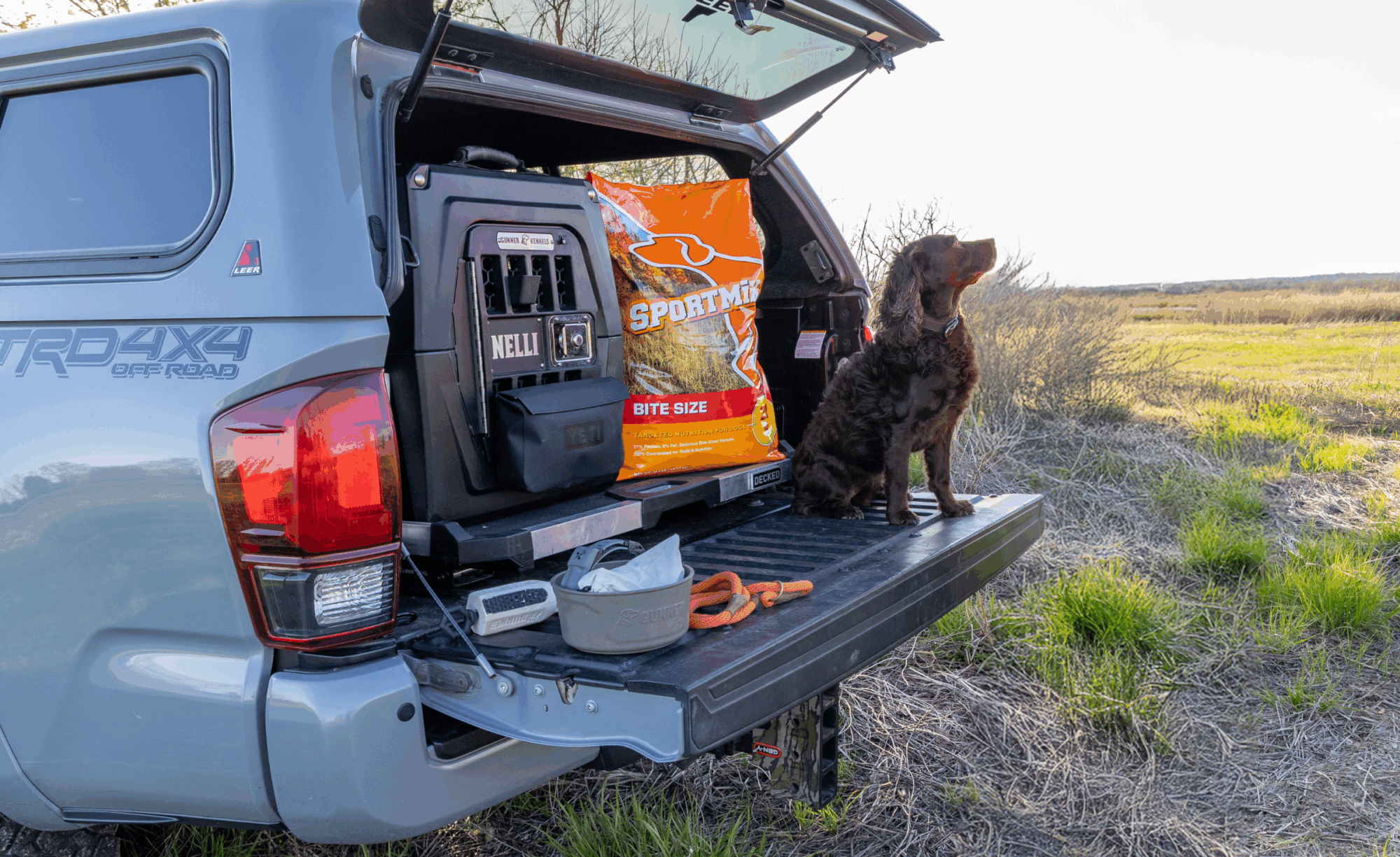 Dog sits on back of truck next to hunting dog training gear
