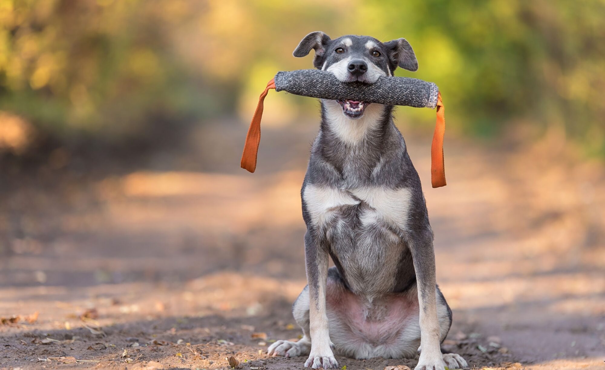 Dog stands with tool used in scent training for dogs in mouth