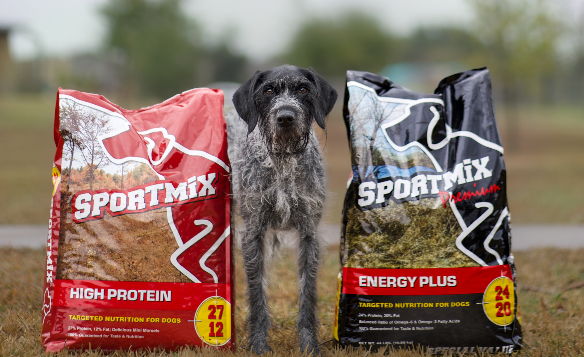 with SPORTMIX dog food