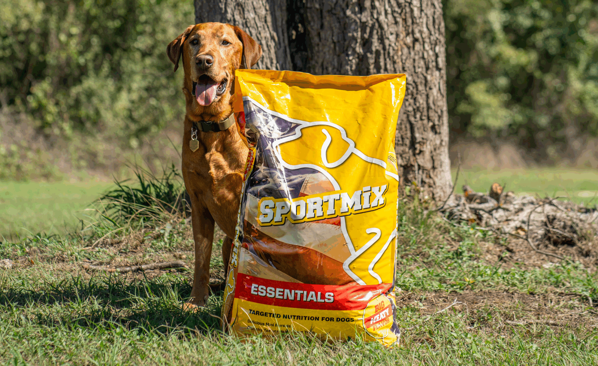 What Do Dogs Need Nutritionally: Essential Tips for Healthy Pets