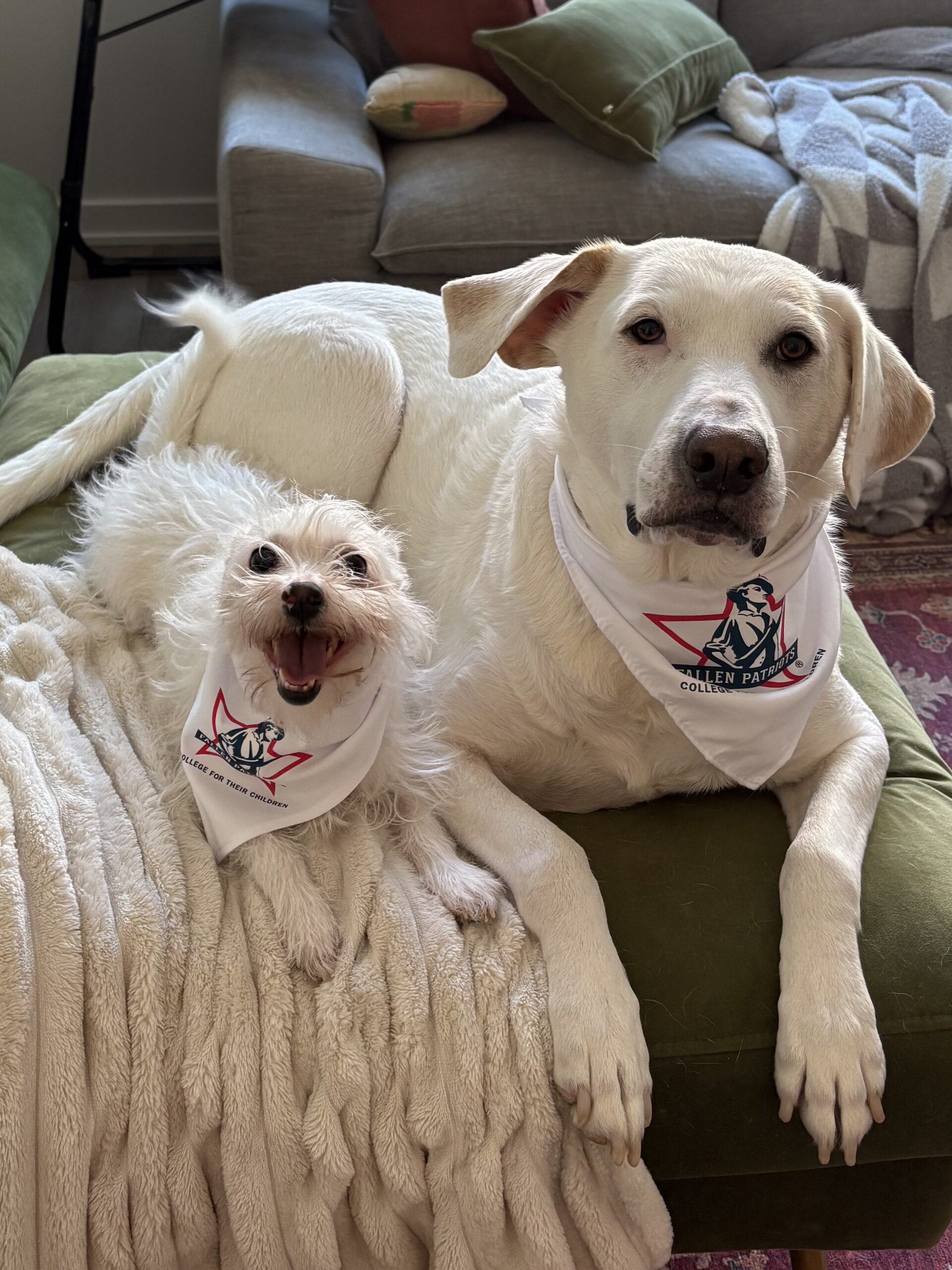 Kayla Martin's dogs