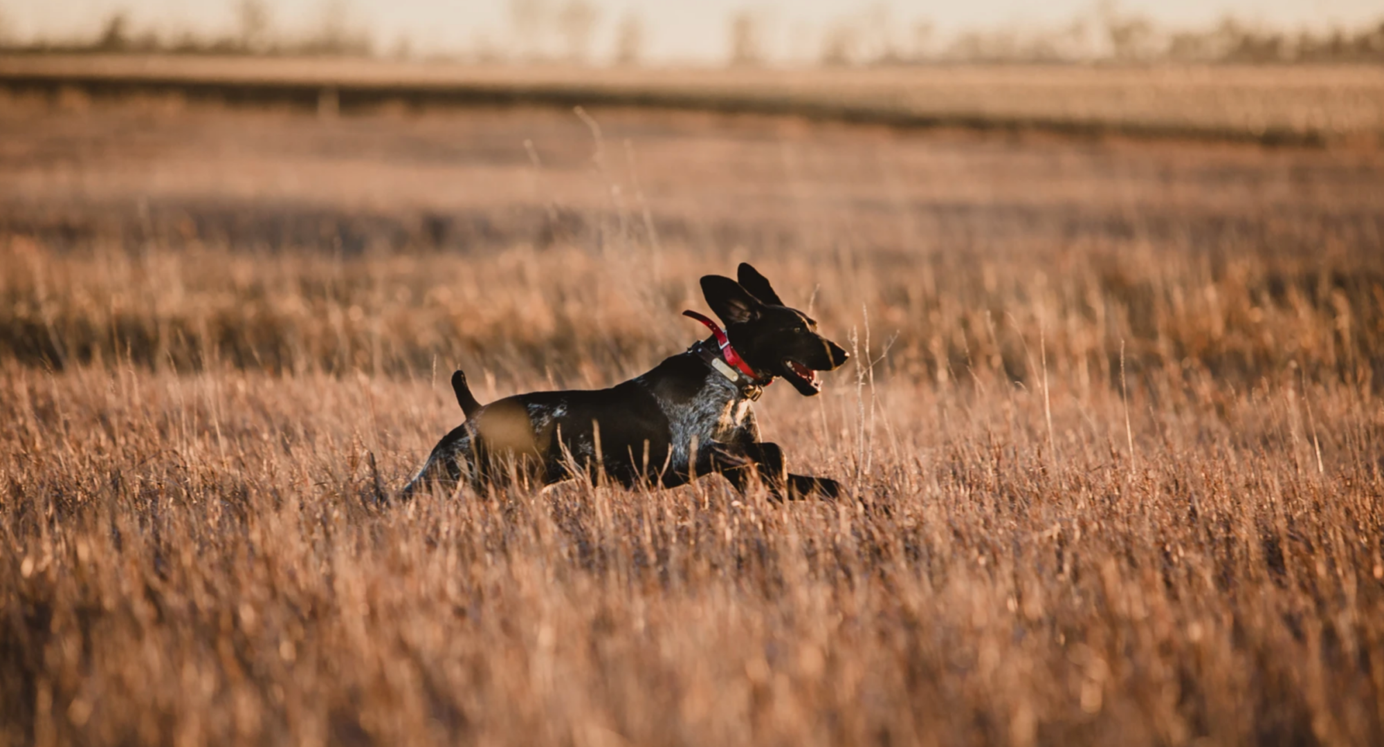 Dog running in a wheat field