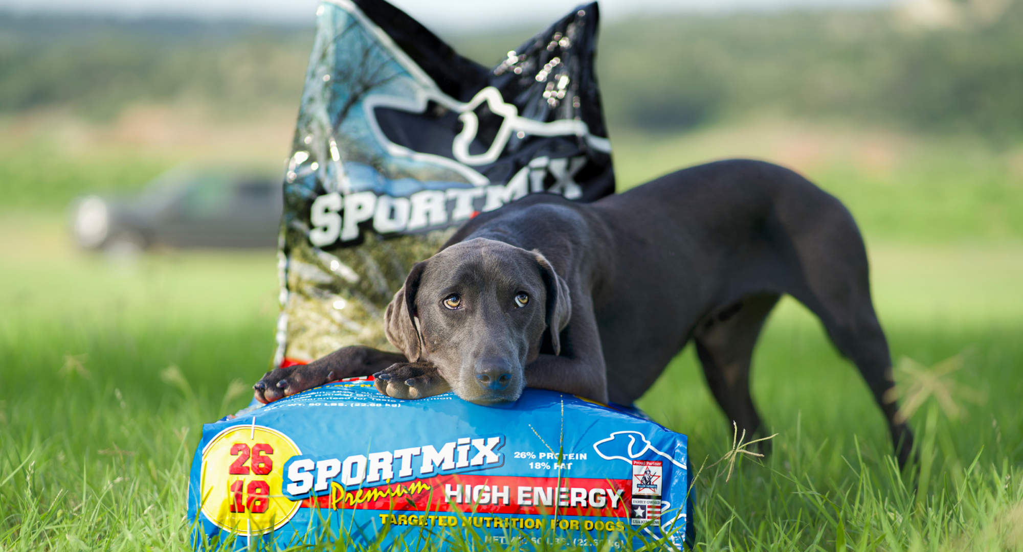 Dog laying its head on a bag of SportMix High Energy Dog Food while looking off in the distance
