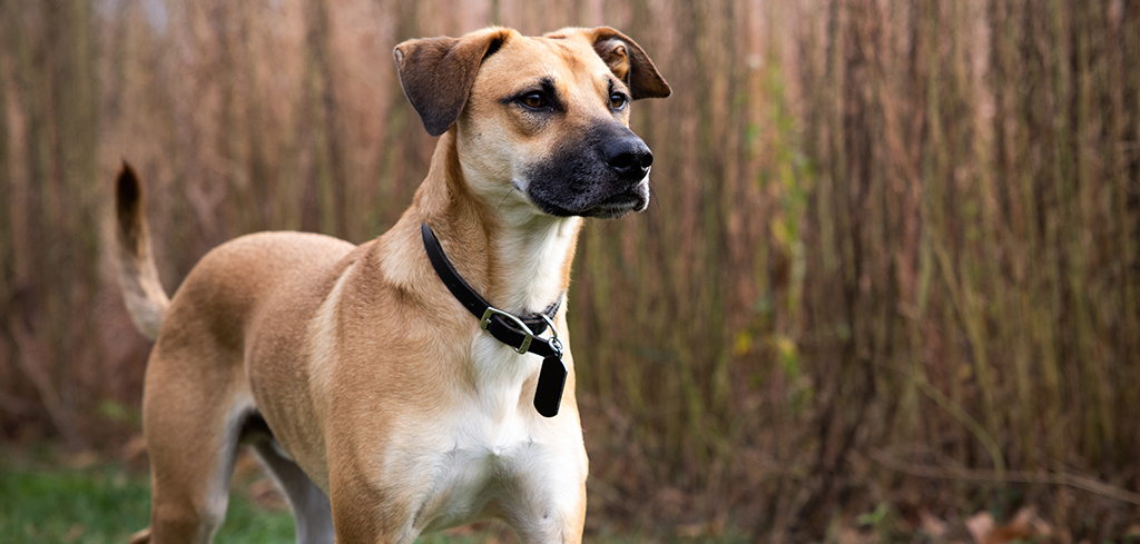 black mouth cur SPORTMiX