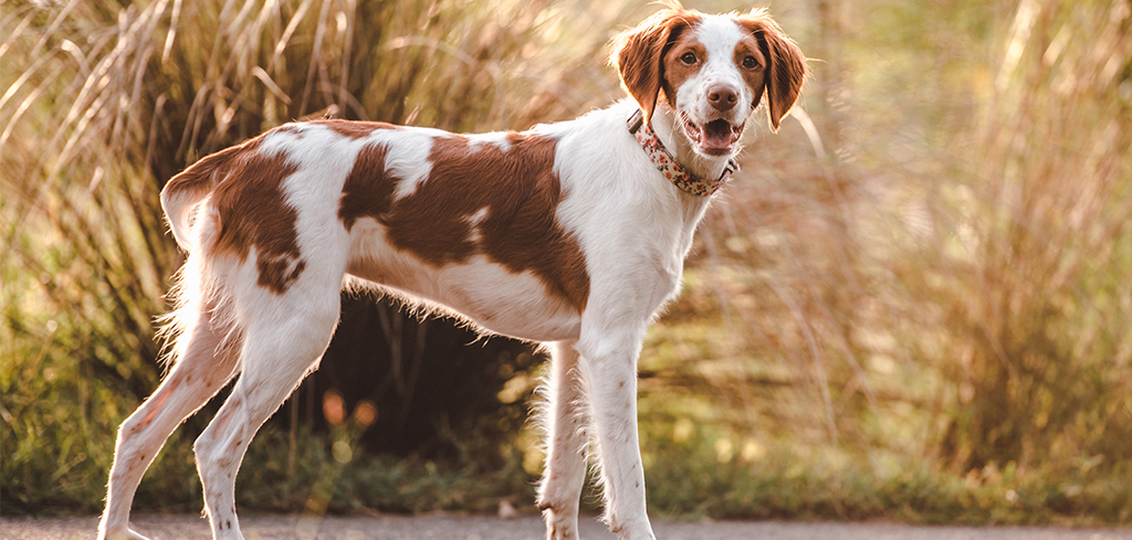 brittany spaniel dog in front of tall grasses