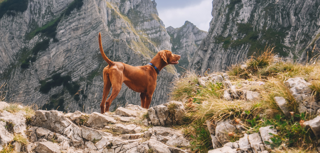 Choosing the Best Hunting Dog Names