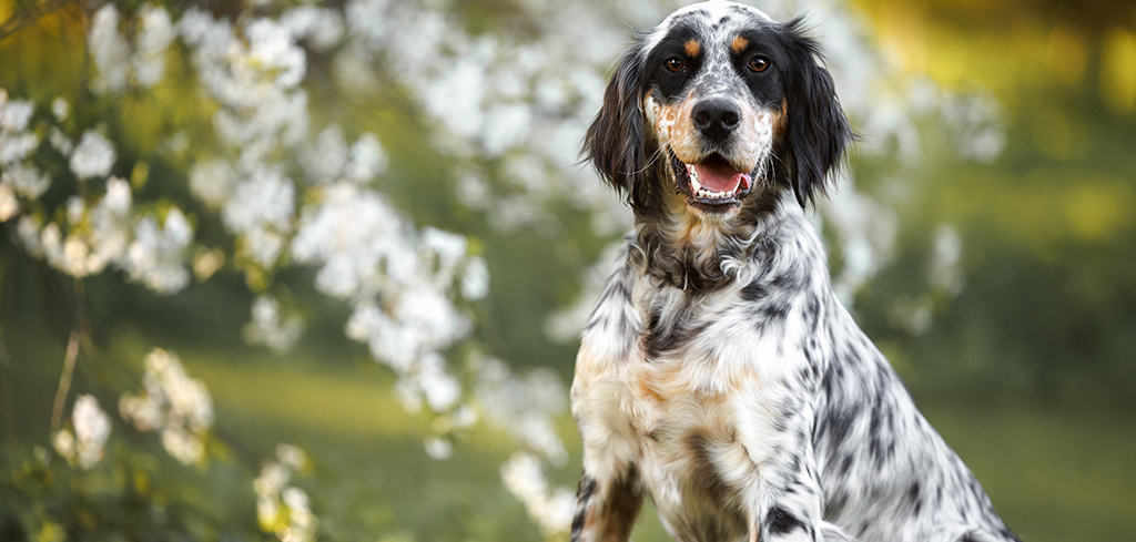 english setter