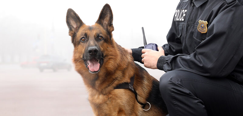 german shepherd staring at the camera with a policeman