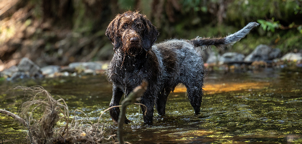 german wirehaired pointer dog in water