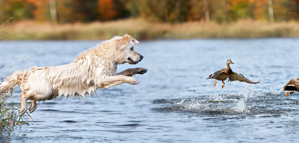 Choosing the Best Hunting Dog Names