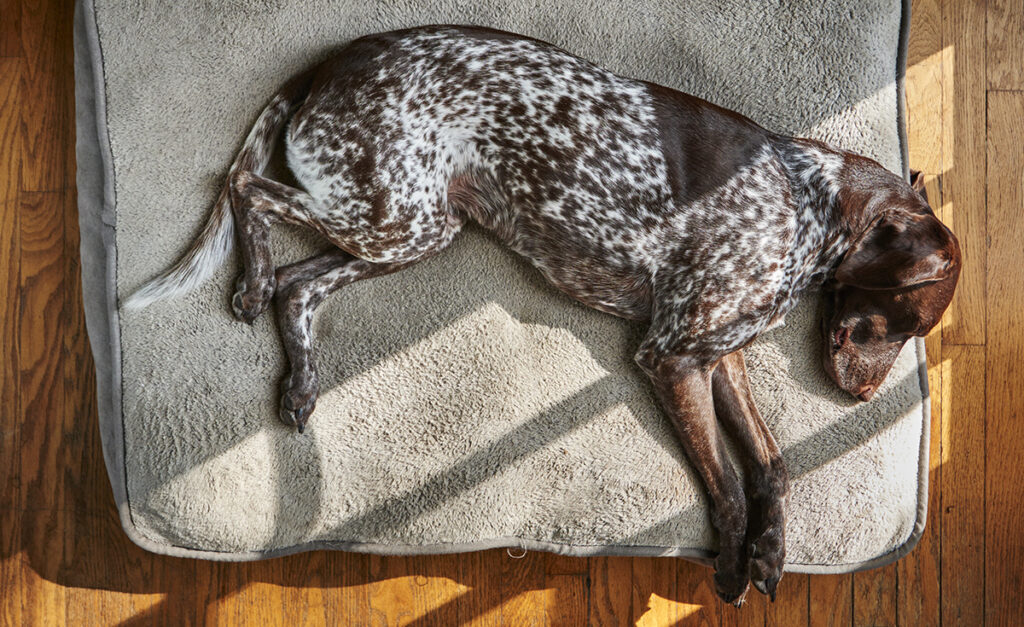 german shorthair pointer sleeping on a dog bed