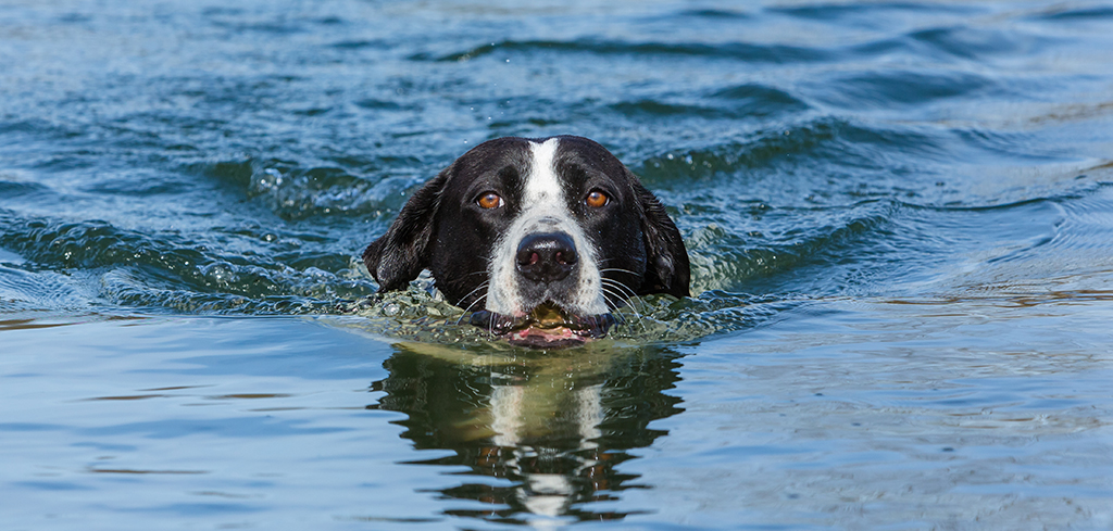 dog swimming in a lake