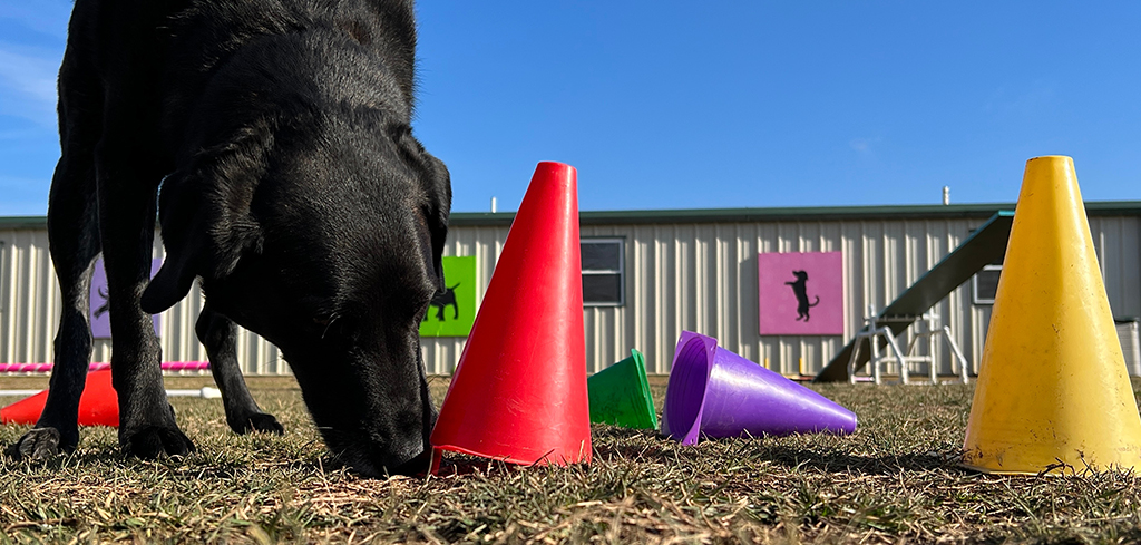 dog doing scent work training with cones