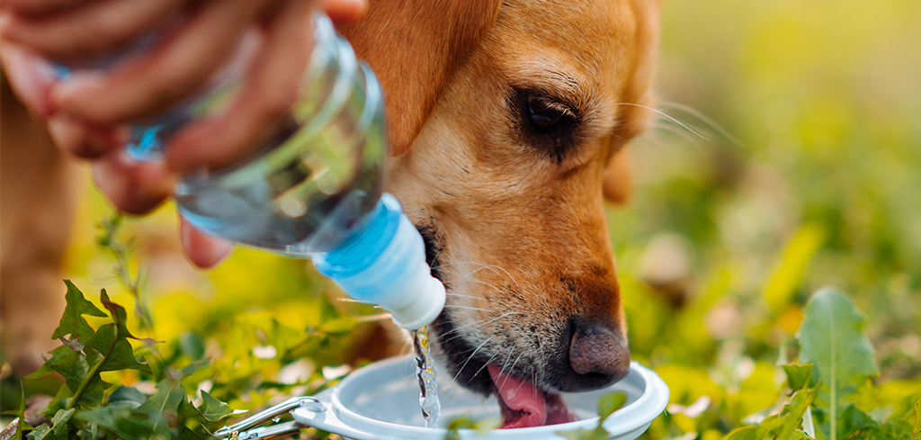 dog drinking water from a collapsible bowl.