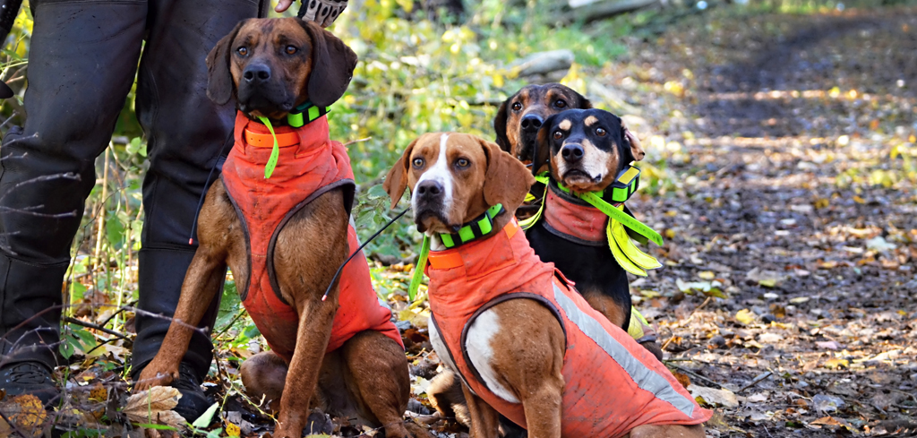 group of hunting dogs in reflective vests out on a trail
