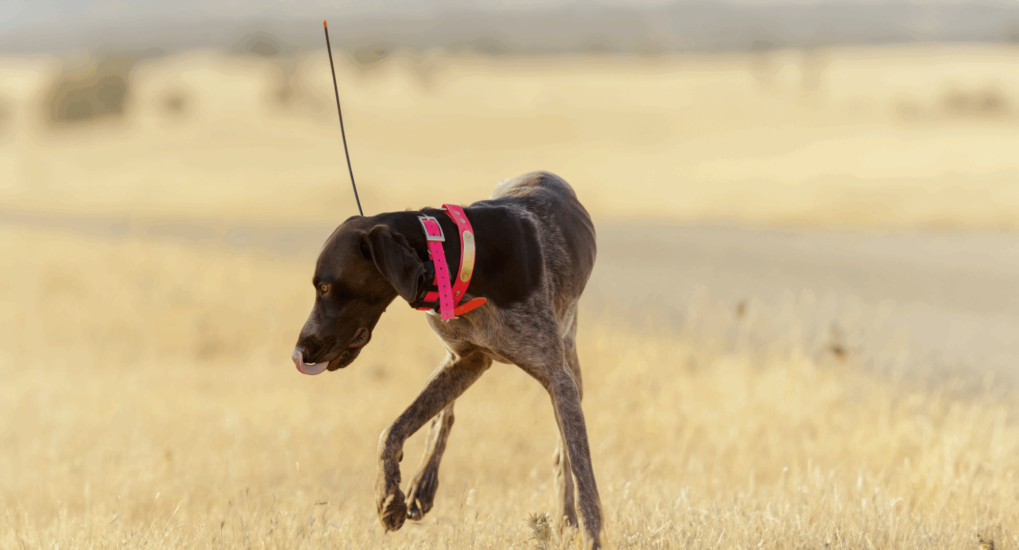 Essential protective gear for hunting dog in thick brush