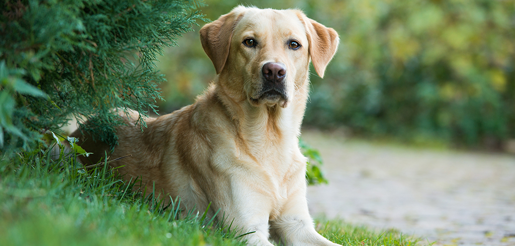 labrador retriever lying down in grass