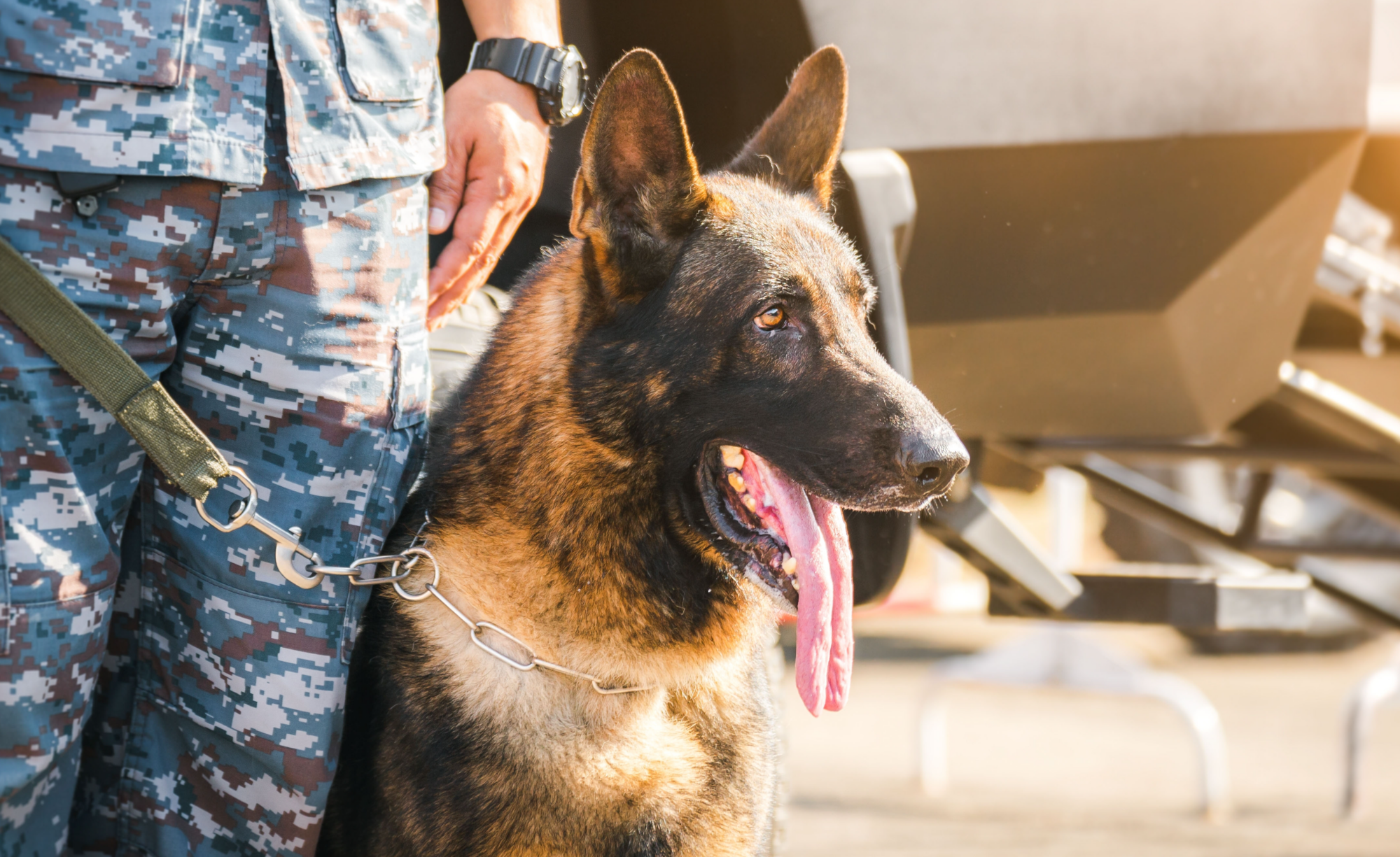 German Shepherd smiles next to solider's leg