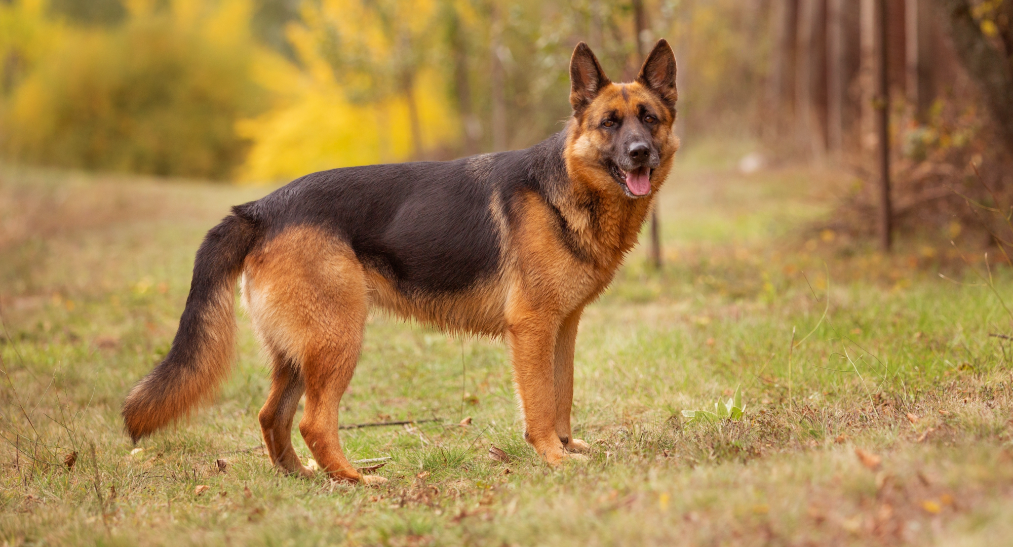 Dog stands in field of grass looking forward