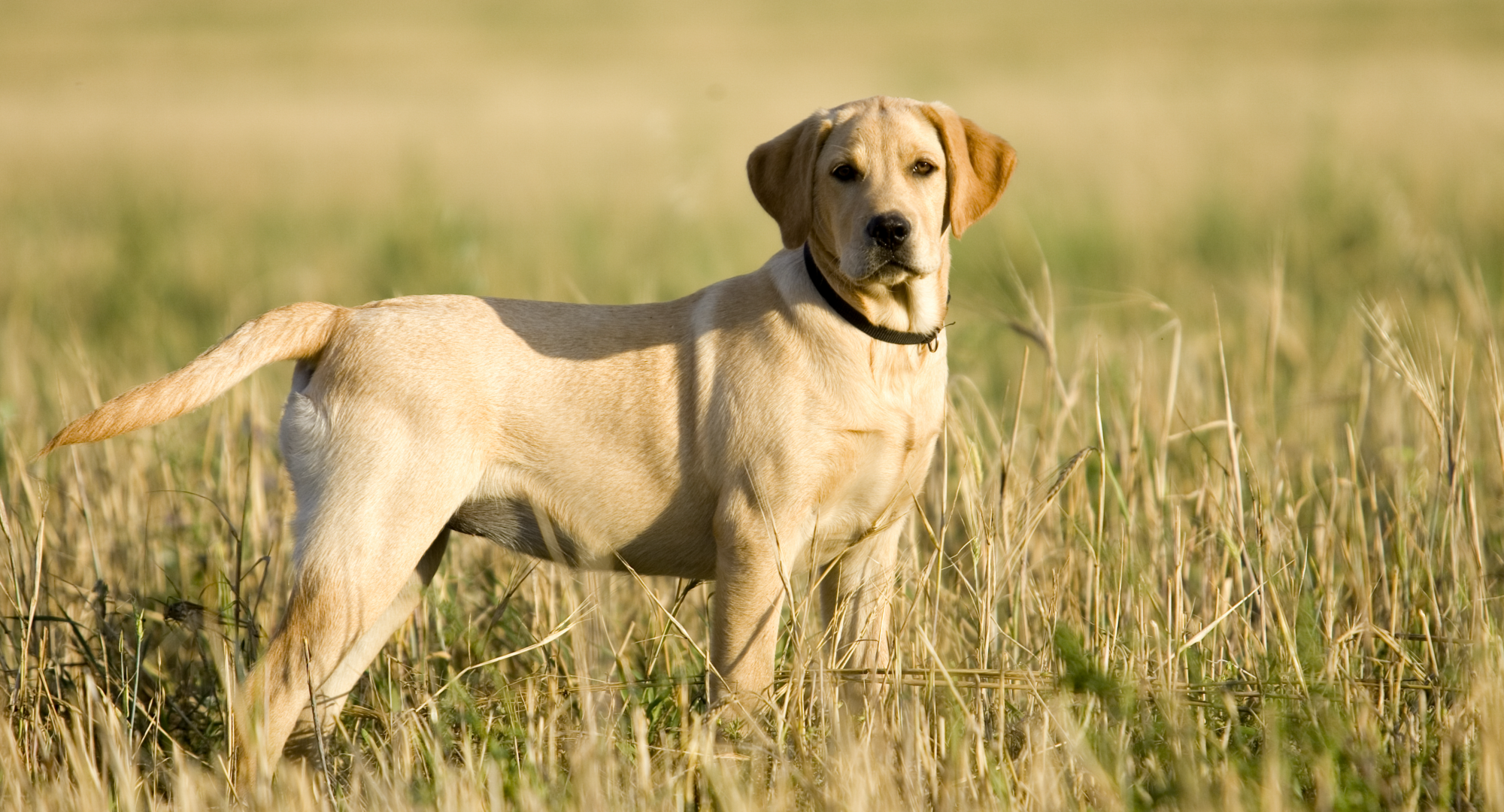 Dog stands in field looking forward