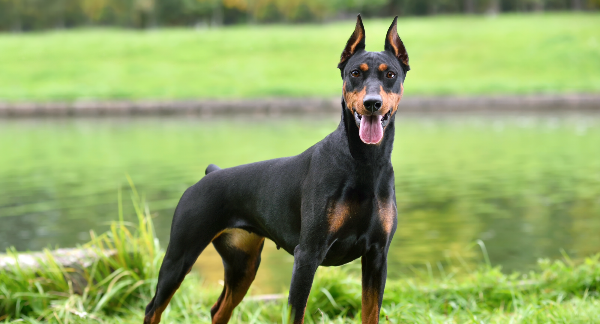 Doberman stands tall by lake
