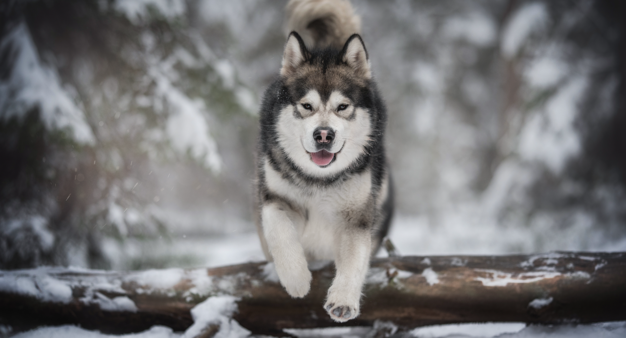 Dog jumps over wooden log in snow