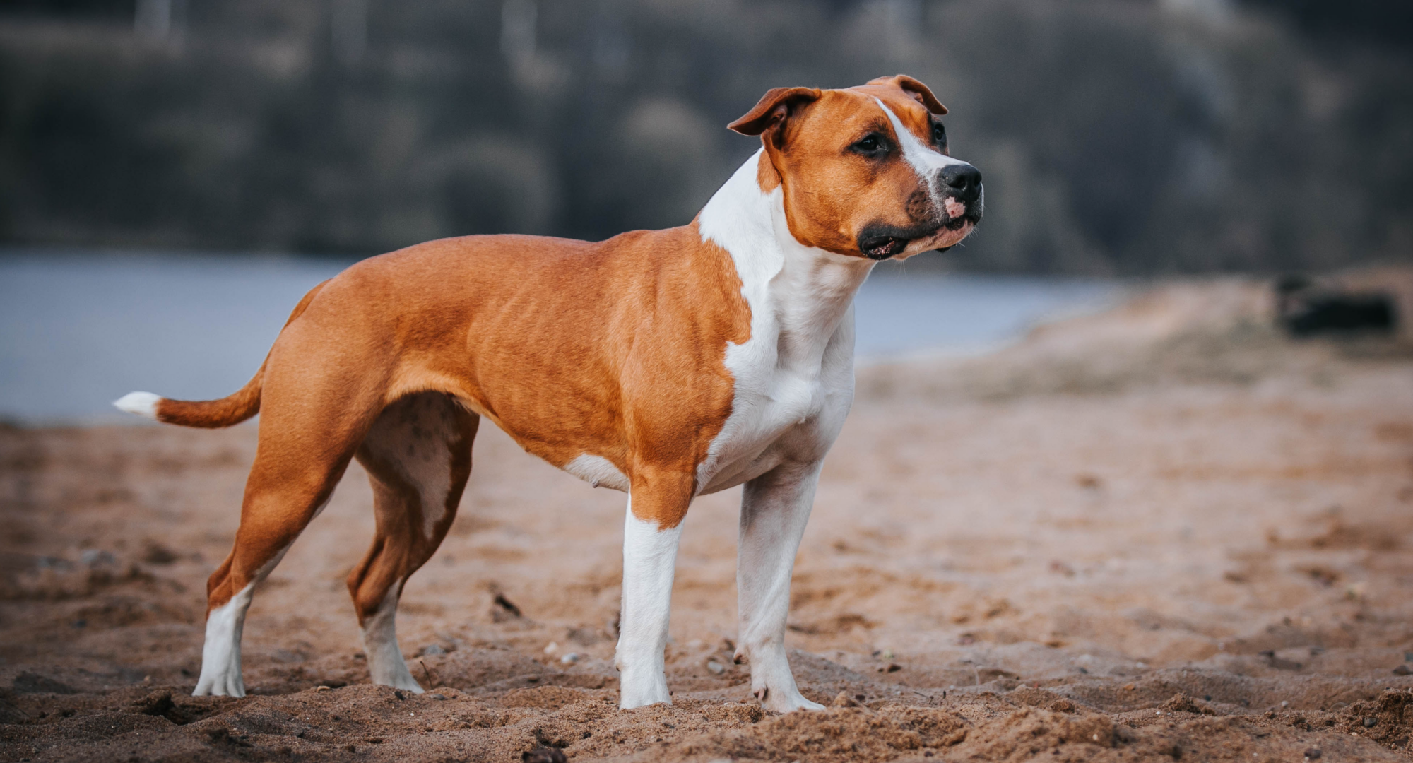 Dog stands tall on beach