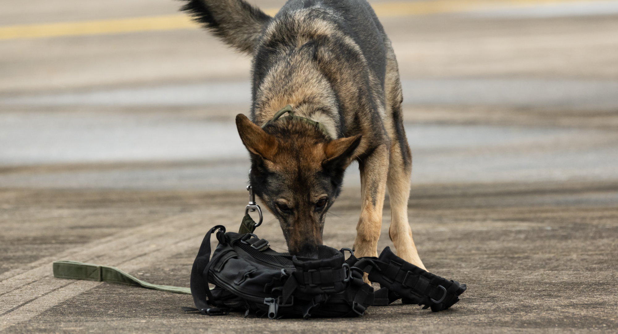 Top military dog breed sniffs backpack