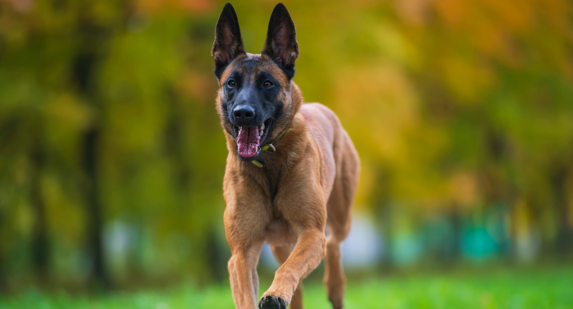 Dog jumps forward in field of grass