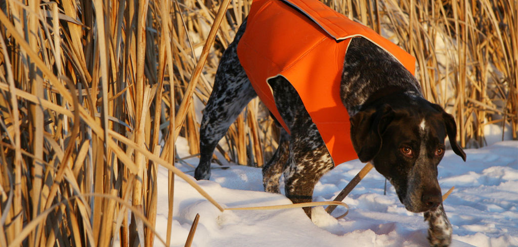 dog with orange safety vest walking through the snow