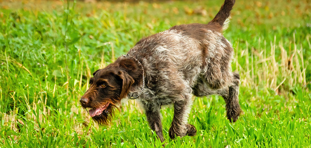 wirehaired pointing griffon running in grass